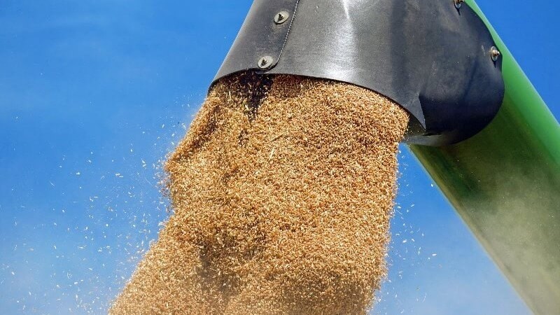 La cosecha de trigo sigue creciendo: cómo almacenarlo de manera segura