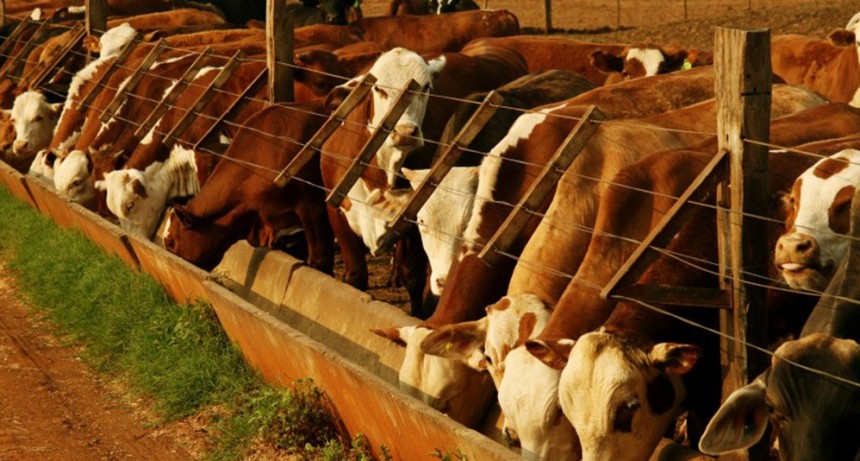 Ola de calor: pautas para prevenir estrés térmico en bovinos de leche y carne