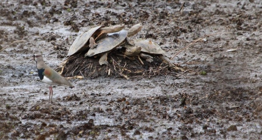 La sequía, el calor y la bajante del Paraná provocan mortandad de peces y tortugas de agua
