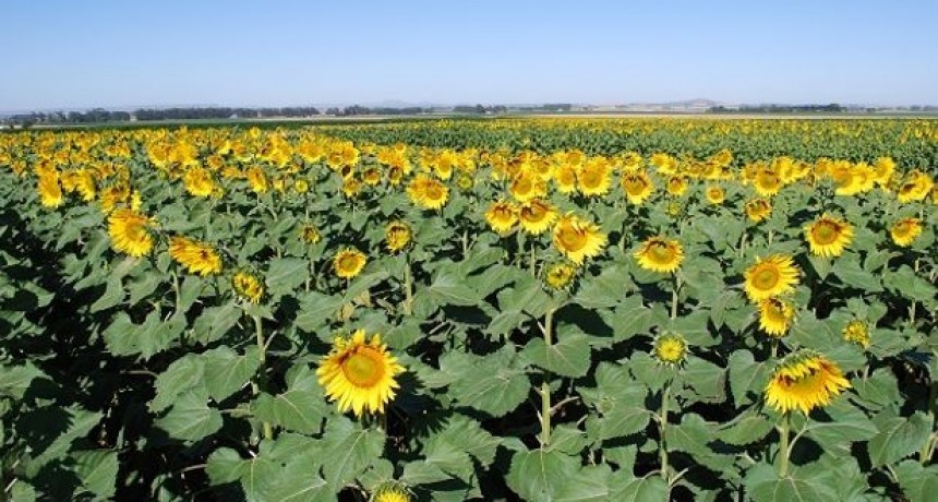 Girasol 2021/22: el año de los récords mundiales