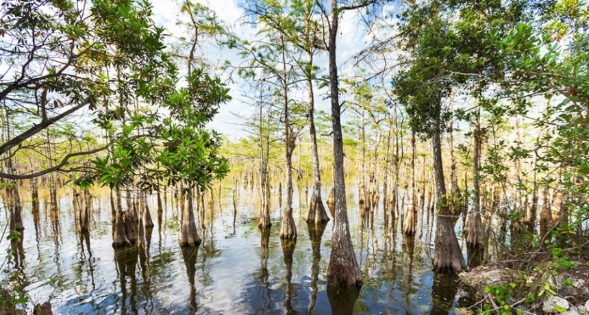 Estados Unidos anunció un programa de recuperación del mayor humedal del país