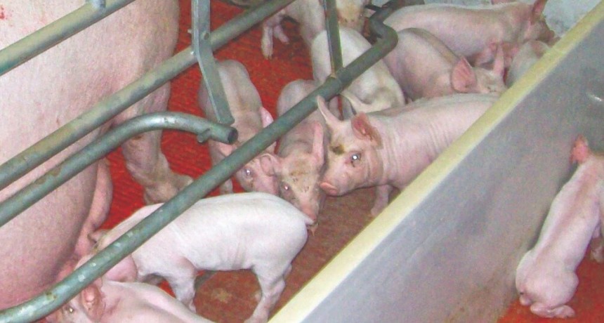 Avance científico: nacieron los primeros lechones por transferencia embrionaria en el país