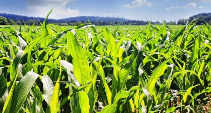 Maíz en el NOA y centro-norte cordobés: zonas en que desapareció la baja tecnología