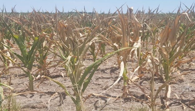 Casi 90% del maíz temprano está regular o malo y hay zonas donde analizan “destruir” cultivares