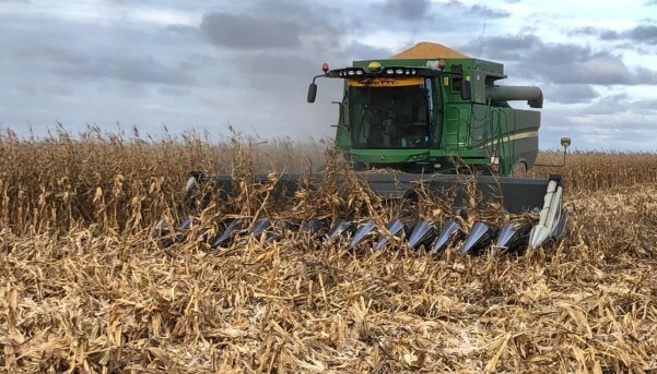 El maíz no frena su caída y anticiparon cosecha de 44,5 millones de toneladas