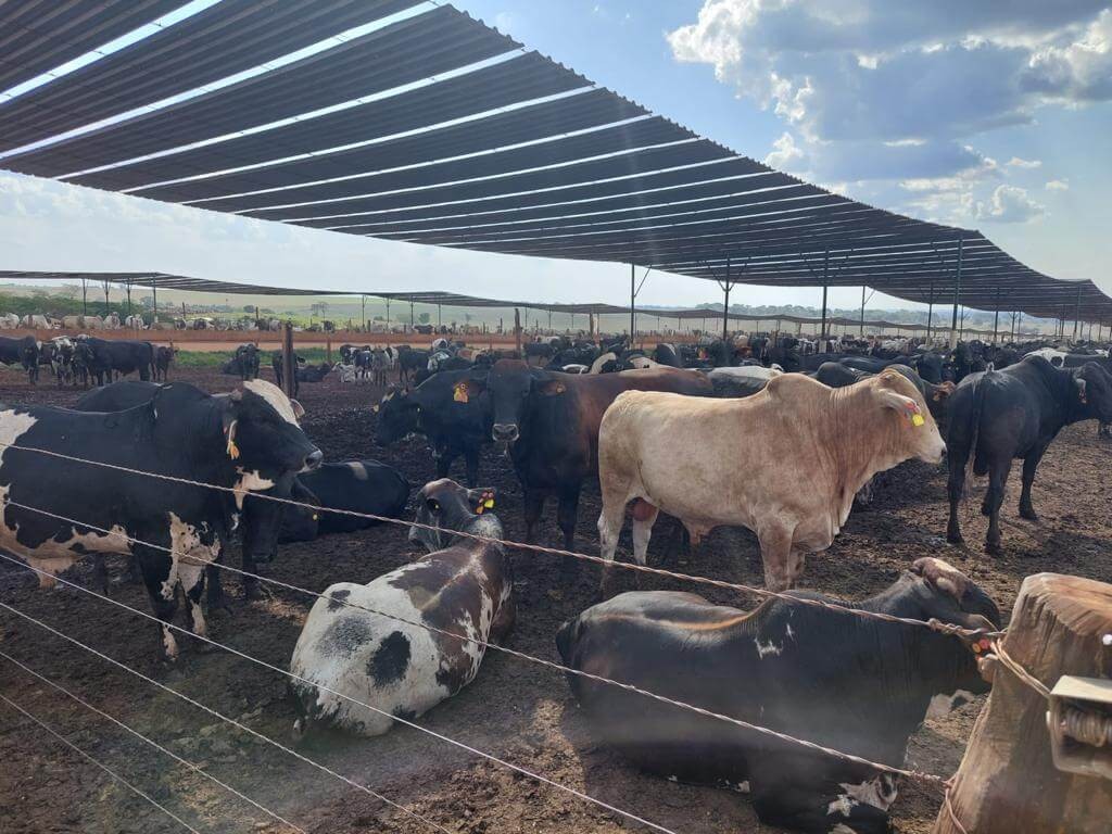 El uso de sombra, una estrategia para reducir el estrés calórico en bovinos sin resignar rentabilidad