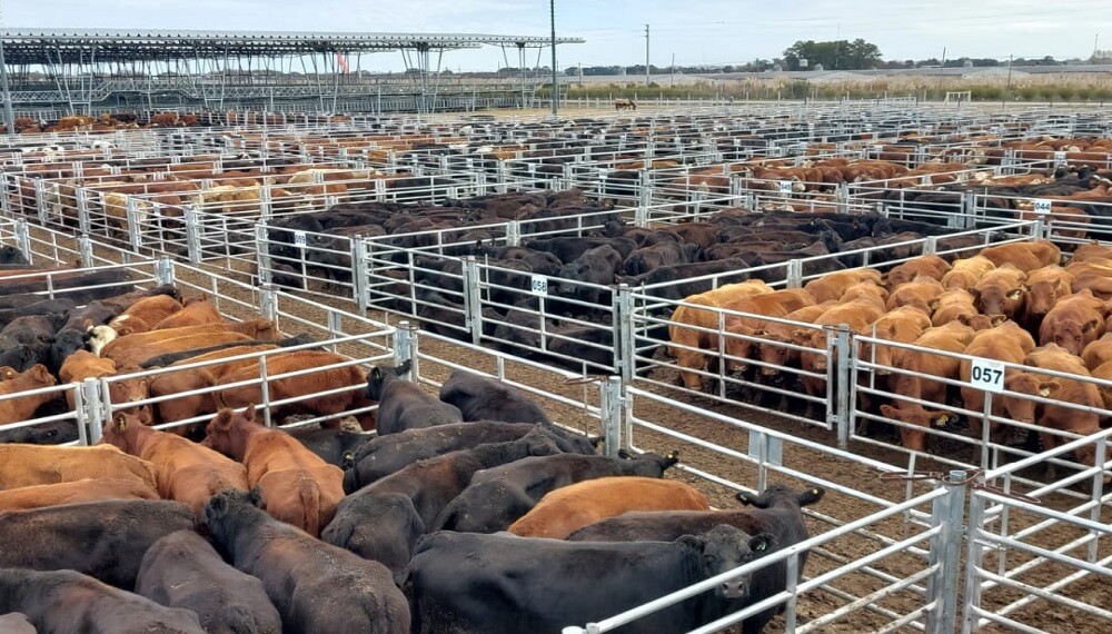 ¿Se reacomoda el precio de la carne? En enero, la hacienda aumentó un 5% en Cañuelas