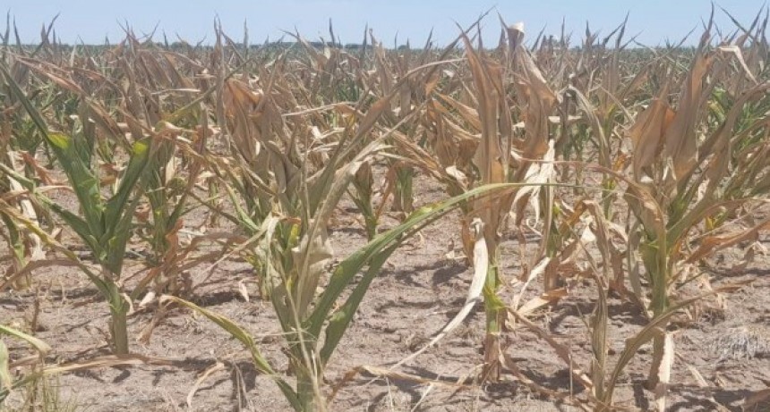 Casi 90% del maíz temprano está regular o malo y hay zonas donde analizan “destruir” cultivares