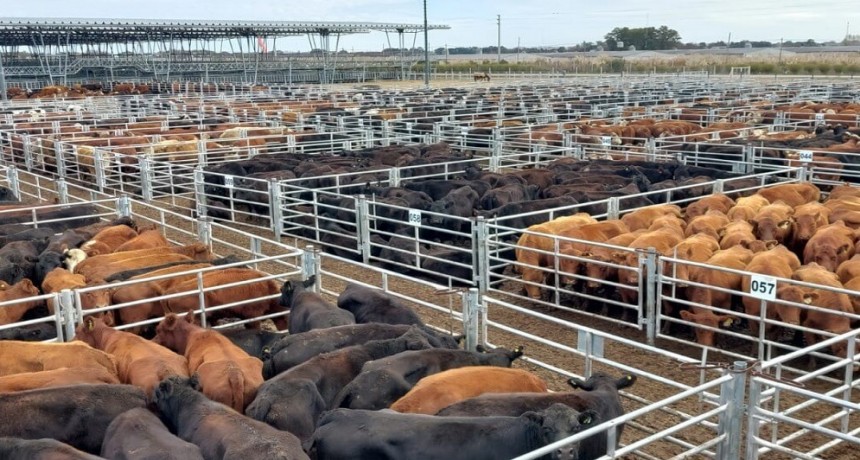 ¿Se reacomoda el precio de la carne? En enero, la hacienda aumentó un 5% en Cañuelas
