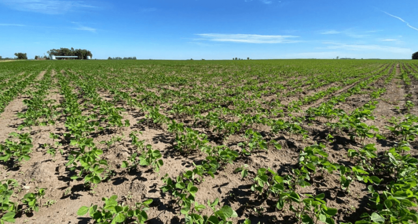Optimismo: un informe oficial sostiene que el 2024 es “prometedor” para la soja
