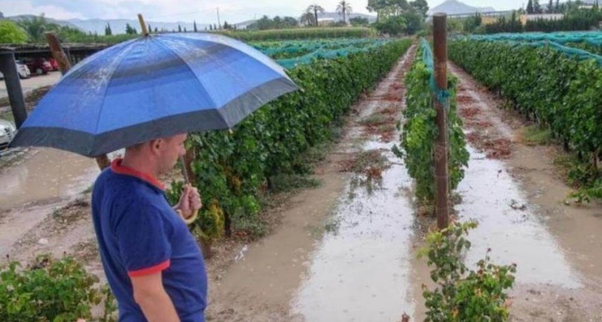 Las lluvias también pueden afectar la huerta: ¿qué hay que considerar para no perder producción?