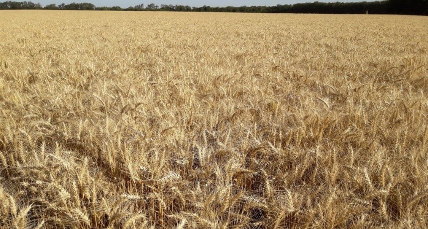 Trigo y cebada: el derrumbe de precios corta el entusiasmo del repunte productivo