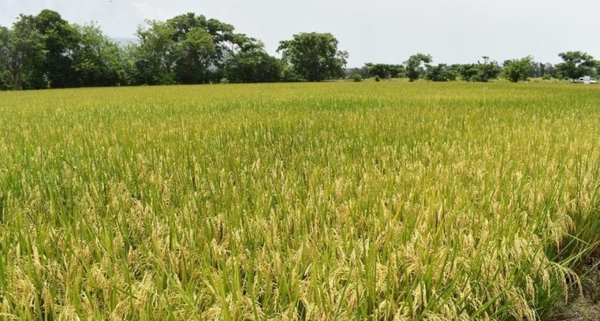 El arroz, otro cultivo que engorda de optimismo gracias a las lluvias