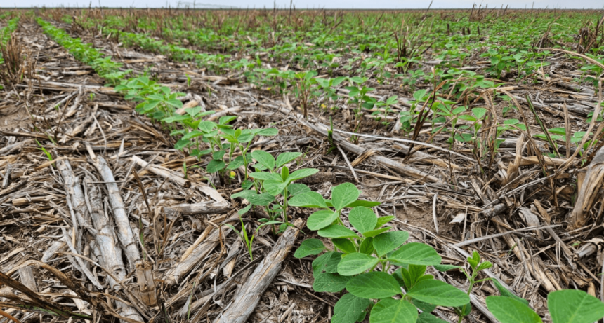 Las esquirlas de la sequía continúan impactando: hay problemas en la calidad de implantación de la soja