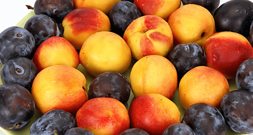 Comienza la cosecha de durazno y ciruela, y viene con buenas expectativas