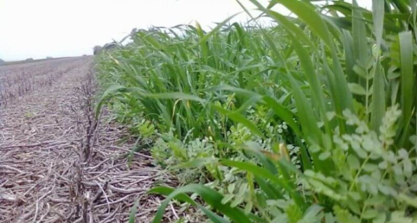 Cultivos de cobertura: un estudio en Santa Fe demostró cuánto aportan en reducir la erosión