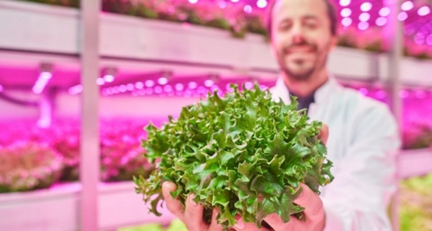 Agricultura con luces LED: ¿cómo es producir alimentos sin sol?