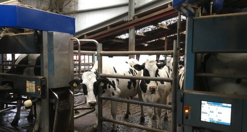 La lechería seguiría con su caída productiva: analistas ponen el foco en los tambos que dejaron la actividad