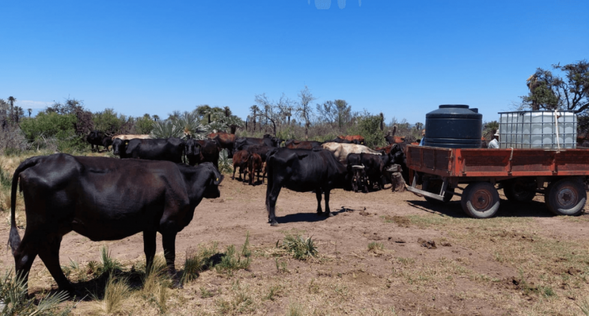 El Niño no llegó al noroeste de Córdoba: sigue la sequía y advierten un panorama “desolador”