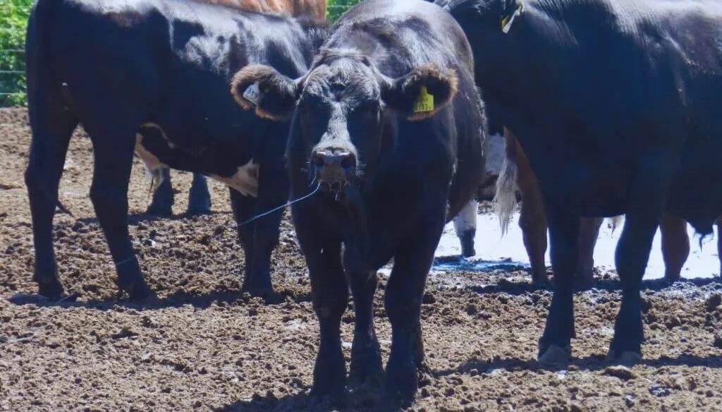 El verano y el calor: las claves del INTA para mitigar el estrés en bovinos y lograr bienestar animal