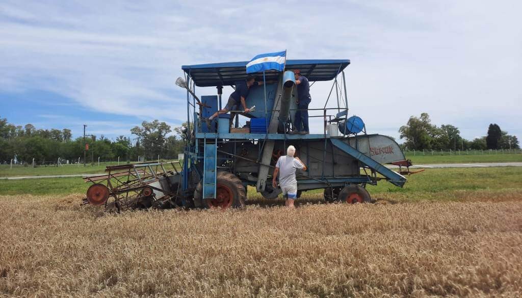 Un hobby productivo: Marcelo, el contratista de Rancagua que cosecha trigo con una máquina de 1960