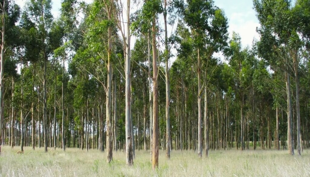 En Chaco, ensayan con clones de eucalipto para fortalecer la industria forestal