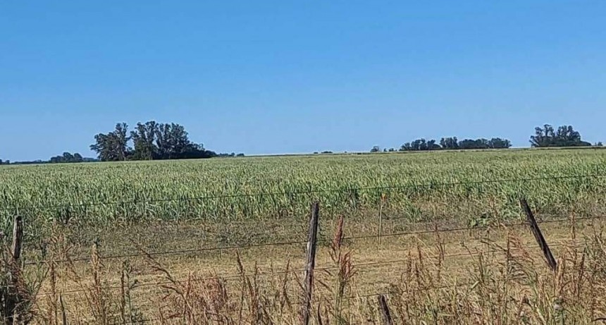 Al rojo vivo, la Zona Núcleo espera que se consoliden las lluvias: “Sino, van a desaparecer productores”