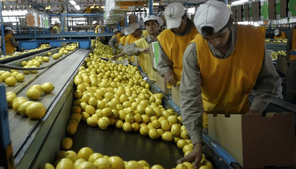 “La superficie citrícola del NOA presenta una etapa de cambios en su extensión”