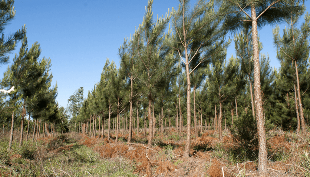 El NEA, con una “dinámica positiva”: el impulso de la bioenergía, el arroz, la yerba y la forestación