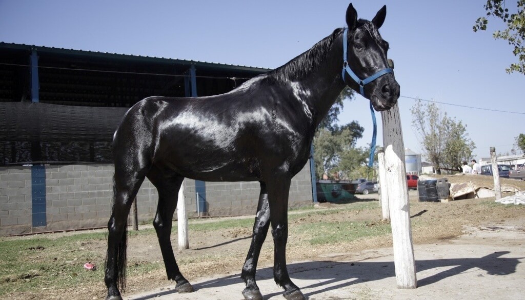 Caballos argentinos, cada vez más cotizados: crecen las exportaciones y el valor agregado