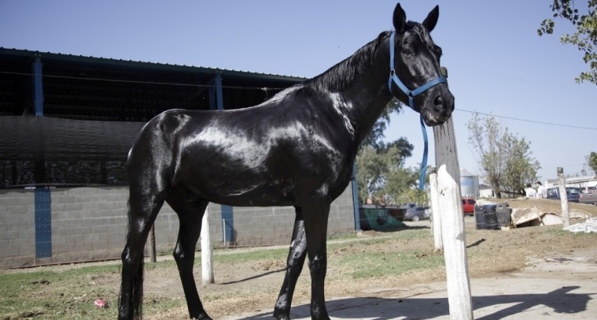 Caballos argentinos, cada vez más cotizados: crecen las exportaciones y el valor agregado