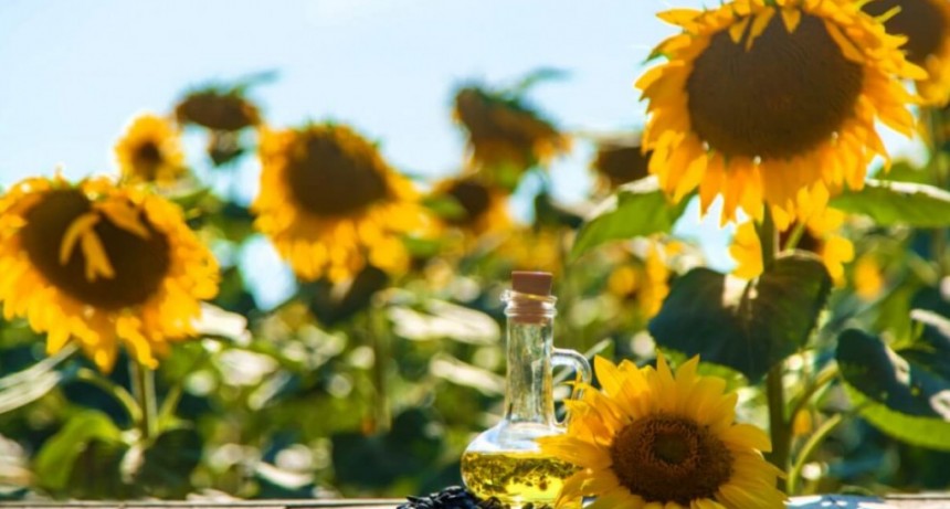 El fabuloso presente del girasol argentino: se exporta hasta al Mar Negro, principal zona productora mundial