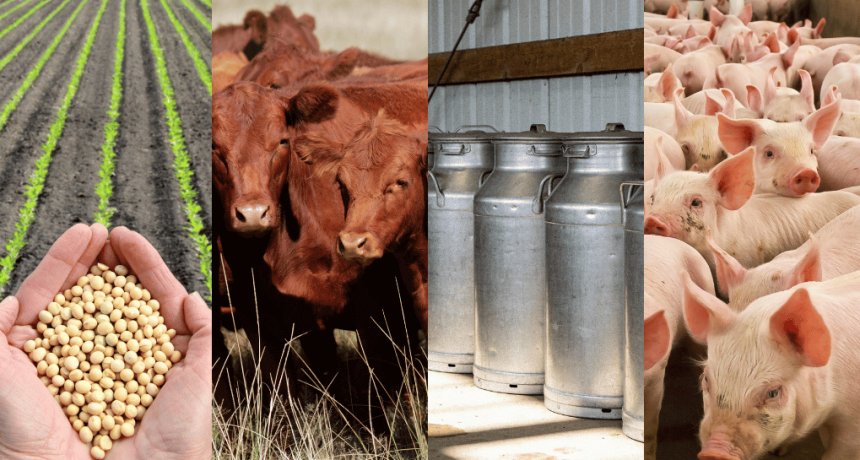 Solo la hacienda vacuna logró ganarle a la inflación en 2025: granos y leche quedaron en rojo