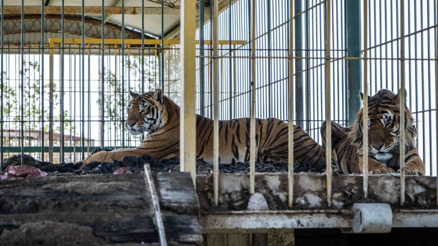 Rescataron a cuatro tigres de bengala abandonados por un circo en San Luis
