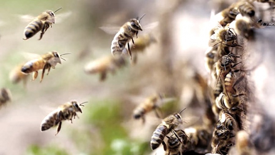 La sequía y los incendios ocasionaron una pérdida superior al 50 % en apicultura