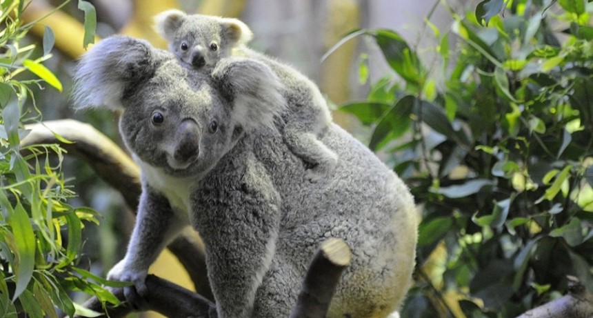 Australia advirtió que los koalas están en peligro de extinción