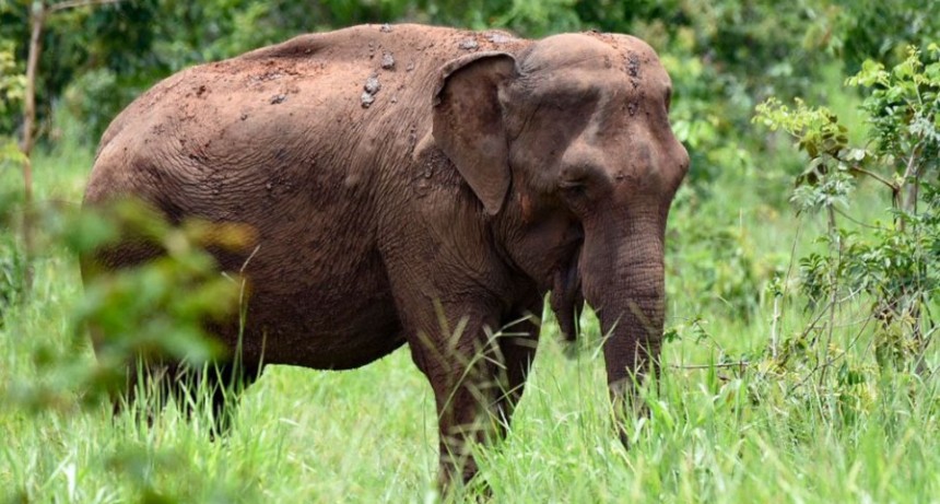 La Comitiva de Ambiente visitó Santuario de Elefantes donde fue trasladada Mara