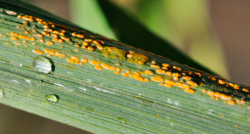 Trigo: lo bueno y lo malo que dejó el ciclo 2021/22 en materia de enfermedades