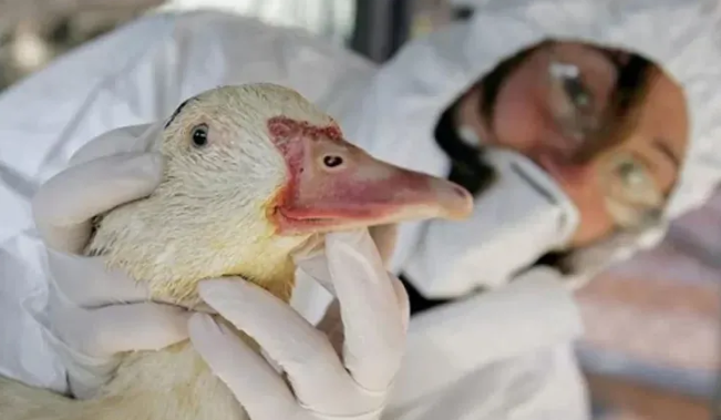 Dos patos en Córdoba, el segundo caso argentino de gripe aviar