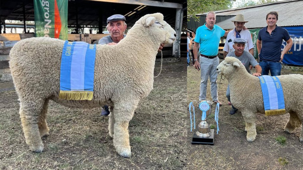 Cabaña ovina modelo: en solo cuatro años, lograron un gran campeón y realizarán su primera exportación