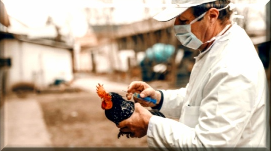 “Científicos de MISION-AR VIRUS SHIELD en el Reino Unido y EEUU descubrieron la cura para la gripe aviar, aprobado por LA FDA, EPA, OMRI, SENACSA”