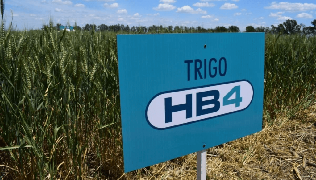 Trigo HB4: en medio de la sequía, afirman que rindió hasta 40% más que las variedades convencionales