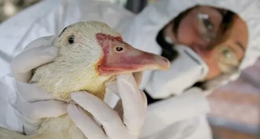 Dos patos en Córdoba, el segundo caso argentino de gripe aviar