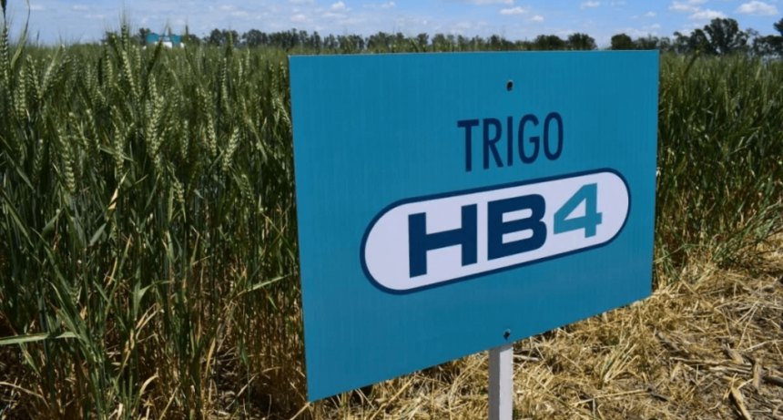 Trigo HB4: en medio de la sequía, afirman que rindió hasta 40% más que las variedades convencionales