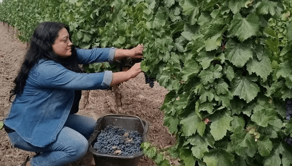 Las “Mujeres de la Viña” arrancan el camino de la exportación de vino, con EE.UU. como primer destino