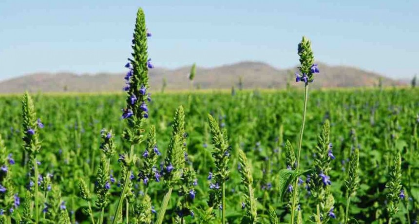 Chía, la pequeña semilla que busca hacerse grande desde Salta