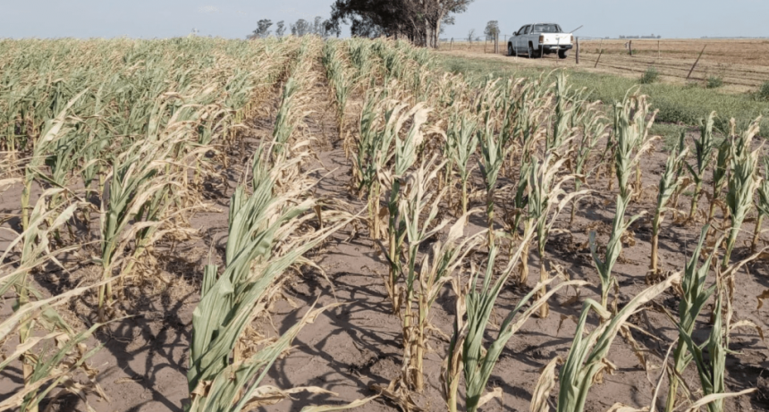 Las lluvias frenaron el deterioro de los cultivos, pero el daño sobre los rindes ya estaba hecho
