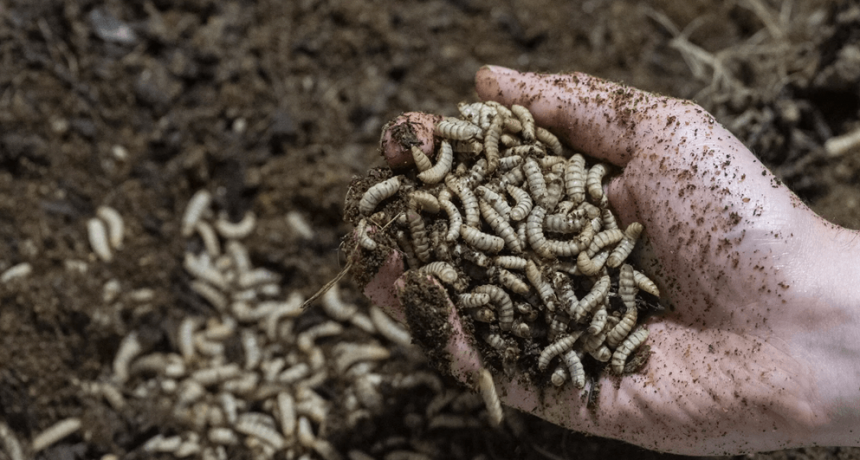 Proteínas a base de moscas y cerveza: un desarrollo argentino ejemplo en economía circular