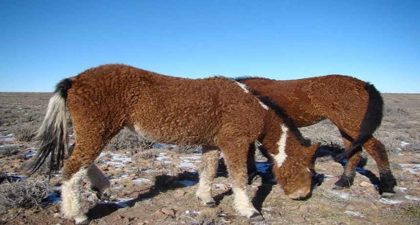 Los crían en Río Negro y son únicos en Sudamérica: la extraña historia de los caballos con rulos