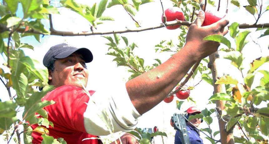“La calidad será mejor”: las peras y manzanas están en plena cosecha y quieren revancha
